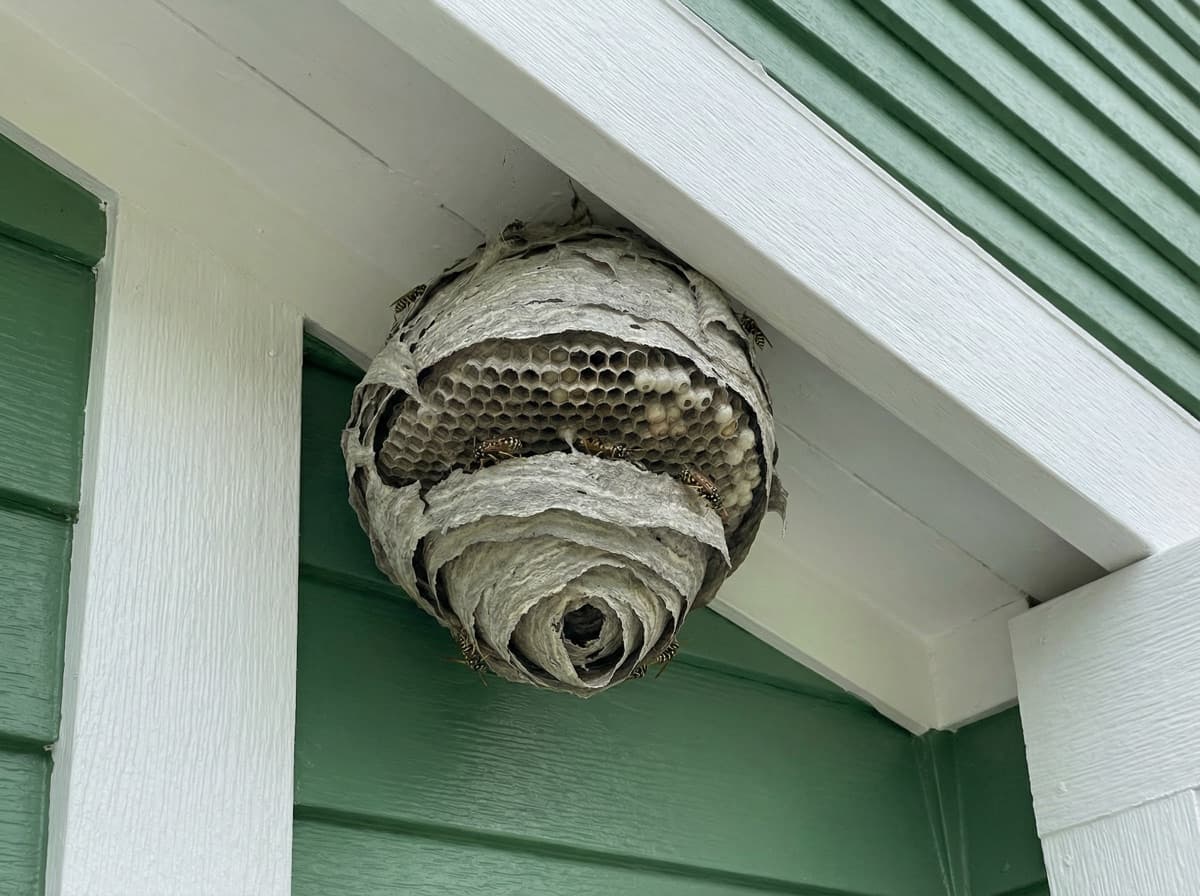Wasp nest removal — before pest control work